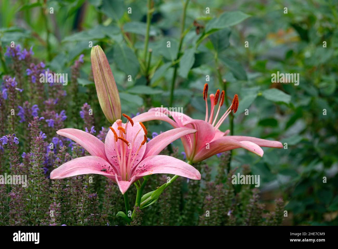 Pink Lilies Flowers, Asiatic Lilies, Hybrid Lily with Dark Pink Spots on the Petals, among a Lavender Garden Stock Photo