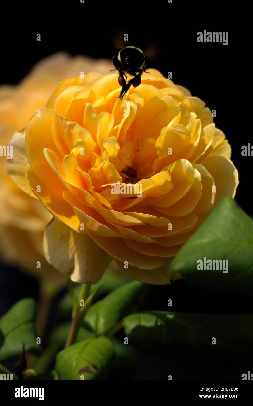 Large Golden Celebration Rose Flowers English Roses Yellow Golden Petals Rosa Ausgold Clusters Stock Photo