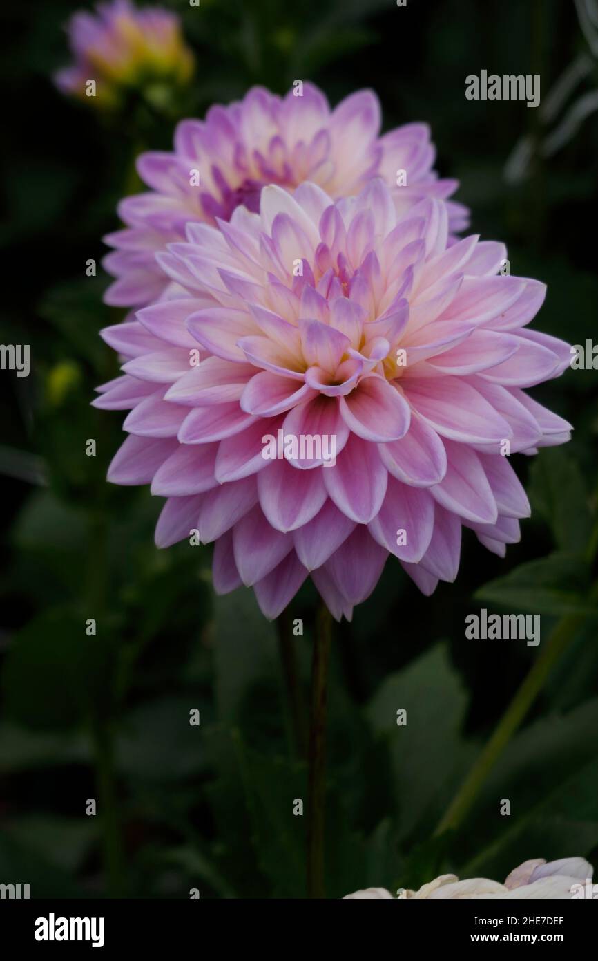 Light Purple Pink Pompon Ball Dahlia Tubers Flower in a Garden of Dahlias with Tuberous Petals Stock Photo