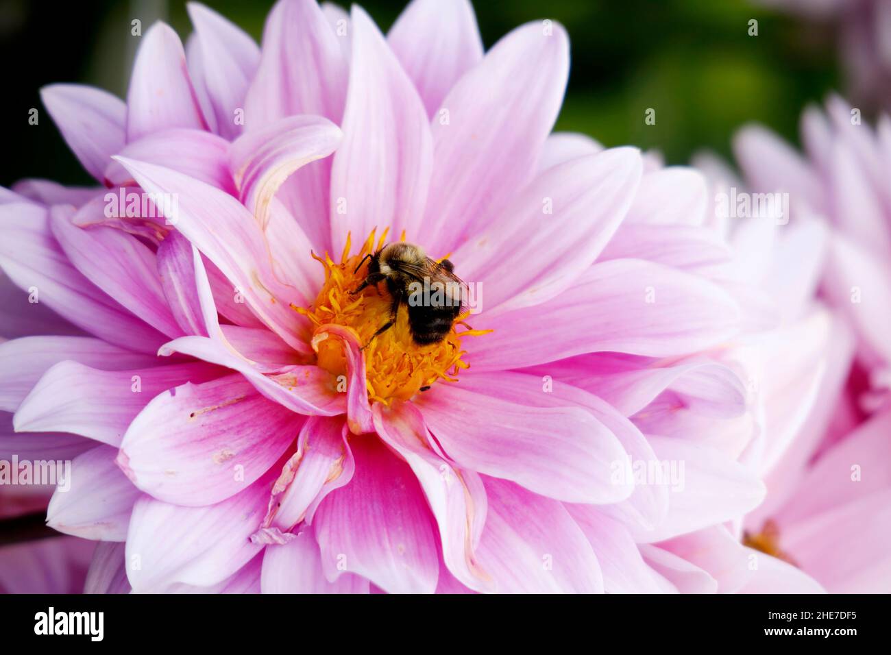 Waterlily Dahlia, Babylon Rose in Light Pink Bumblebee Pollinating