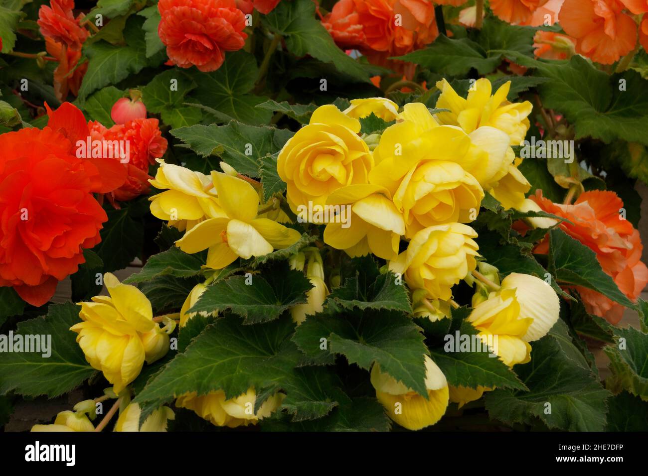 Yellow Tuber Begonias, Roseform, in Garden, Green Leaves with Serrated Edges, with Orange Double Begonia Stock Photo