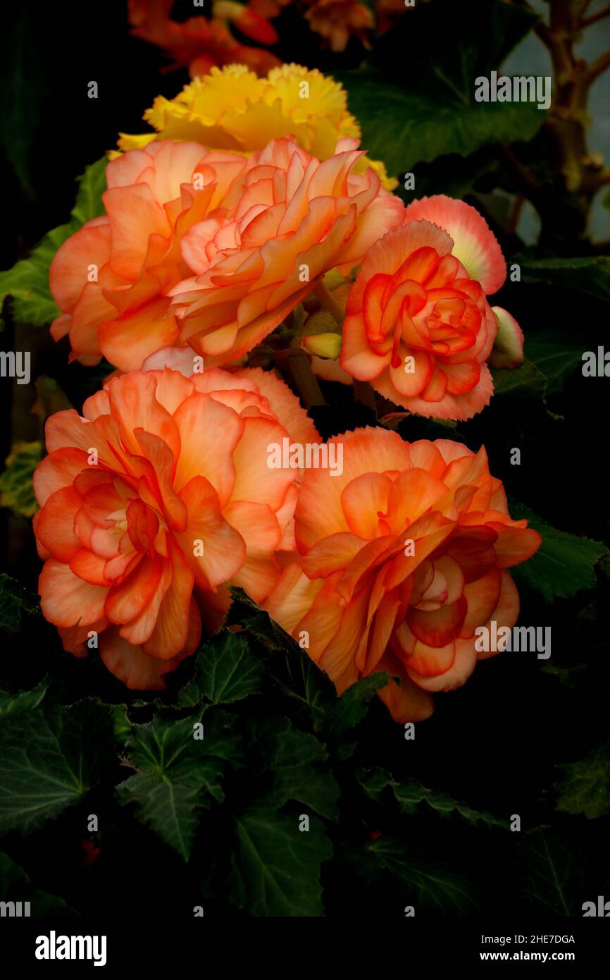 Begonia Upright Double Picotee Sunburst, Bright Yellow Tuberous