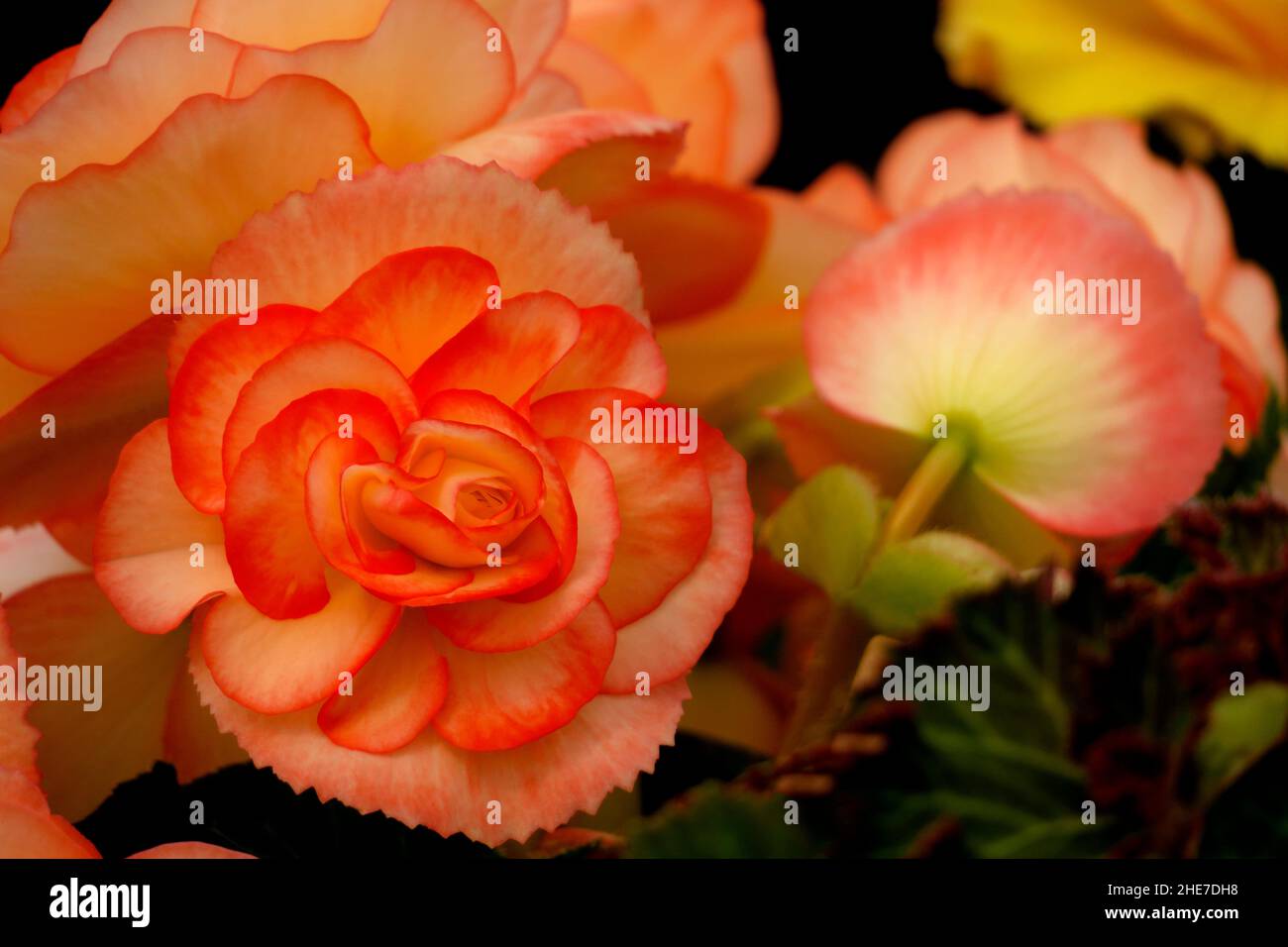 Begonia Upright Double Picotee Sunburst, Bright Yellow Tuberous
