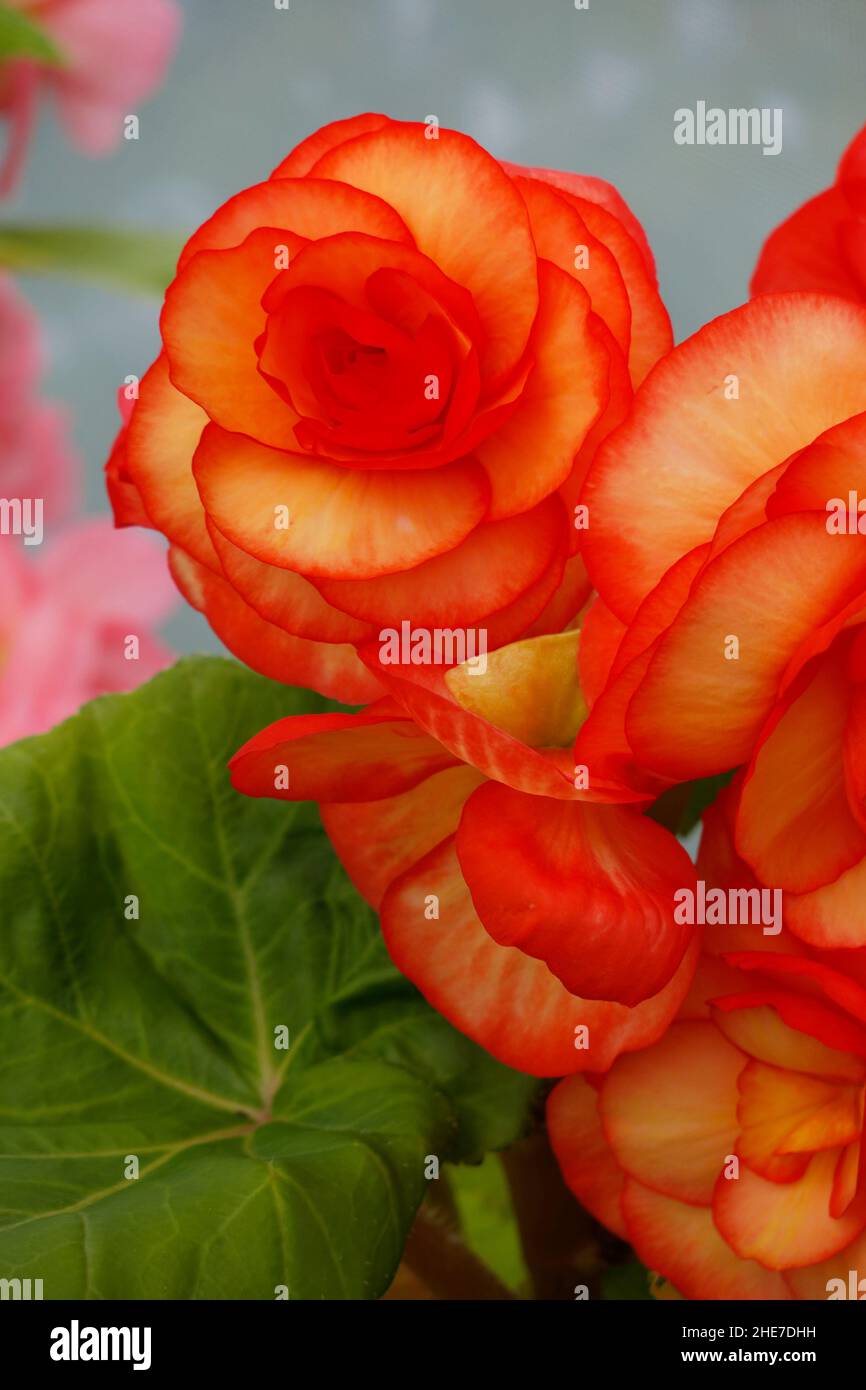 Begonia Upright Double Picotee Sunburst, Bright Yellow Tuberous Begonias, Roseform Flowers, Golden Yellow Orange Petals with Red Edges Stock Photo