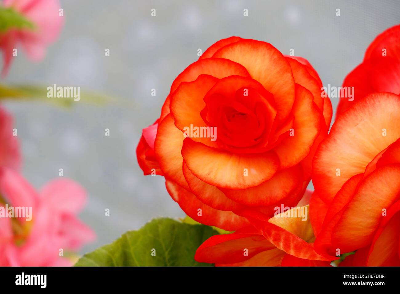 Begonia Upright Double Picotee Sunburst, Bright Yellow Tuberous