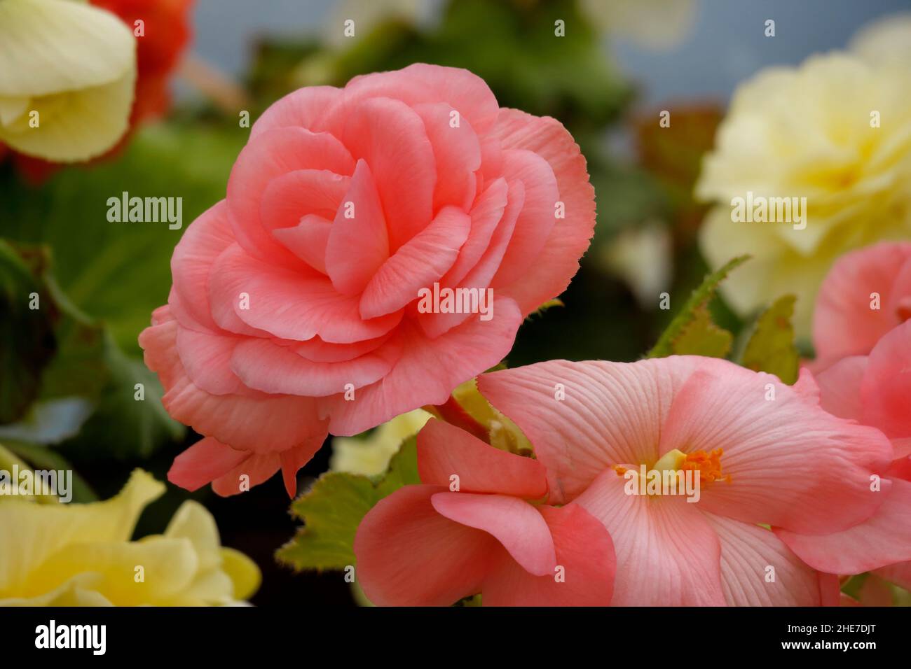 Light Pink and Yellow Begonias, Tuberous Begonia Flowers, Double Fully Bloomed in a Garden Stock Photo