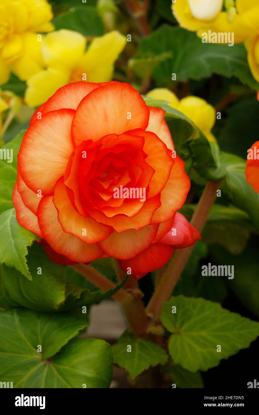 Begonia Upright Double Picotee Sunburst, Bright Yellow Tuberous