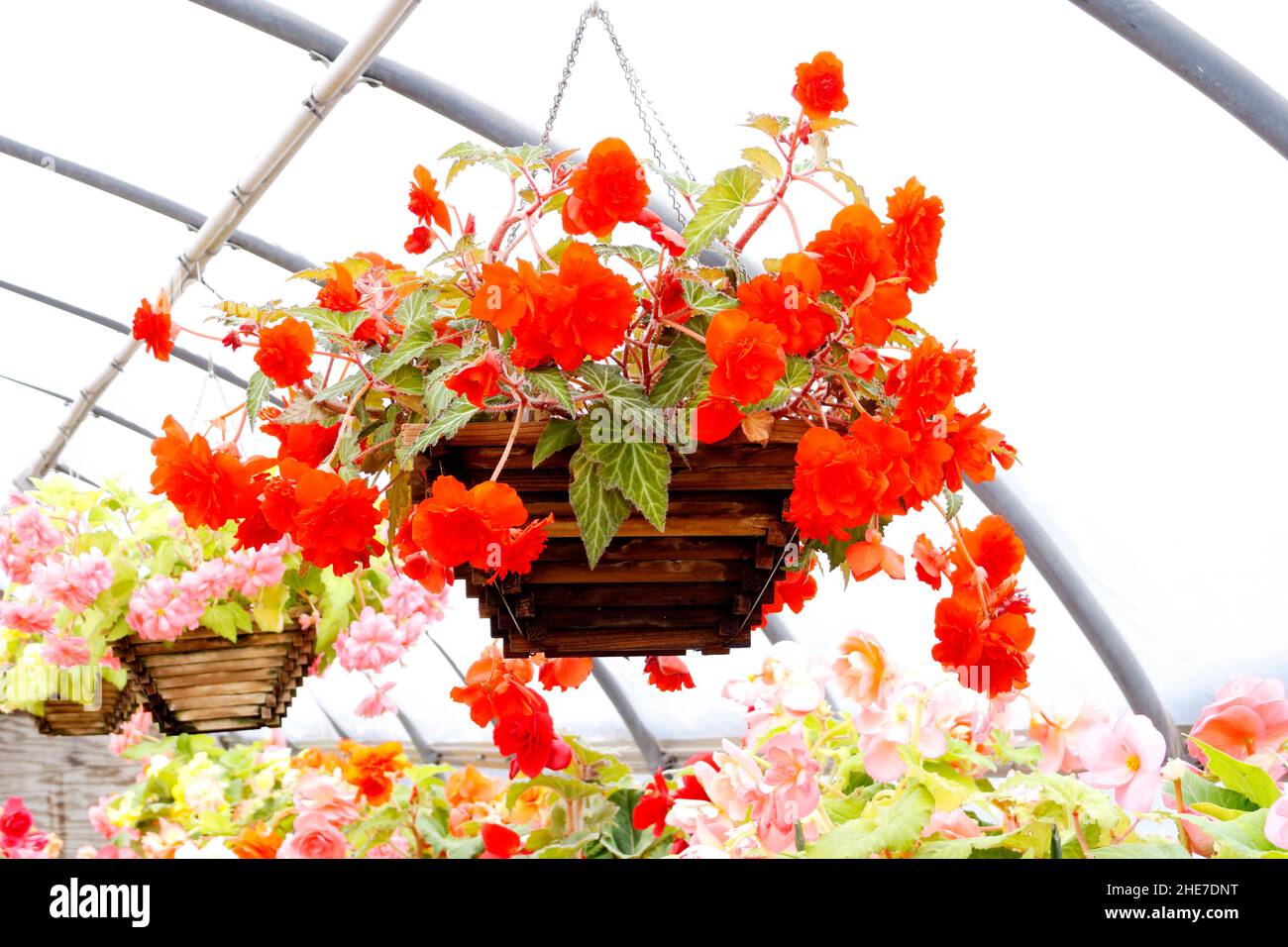 Red Begonia, Deep Red Tuberous Begonias with Ruffled Red Petals