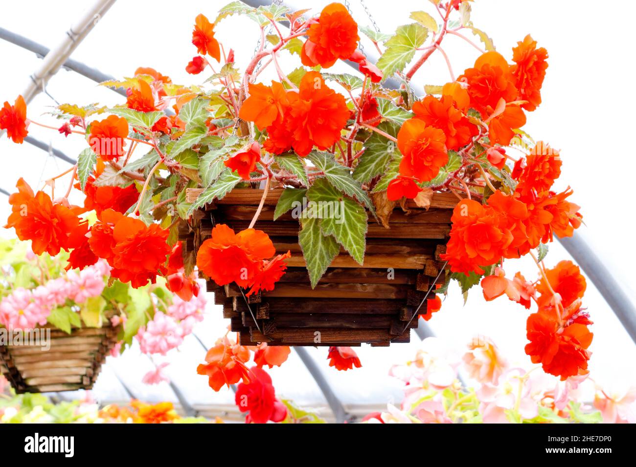 Begonia nonstop red hires stock photography and images Alamy