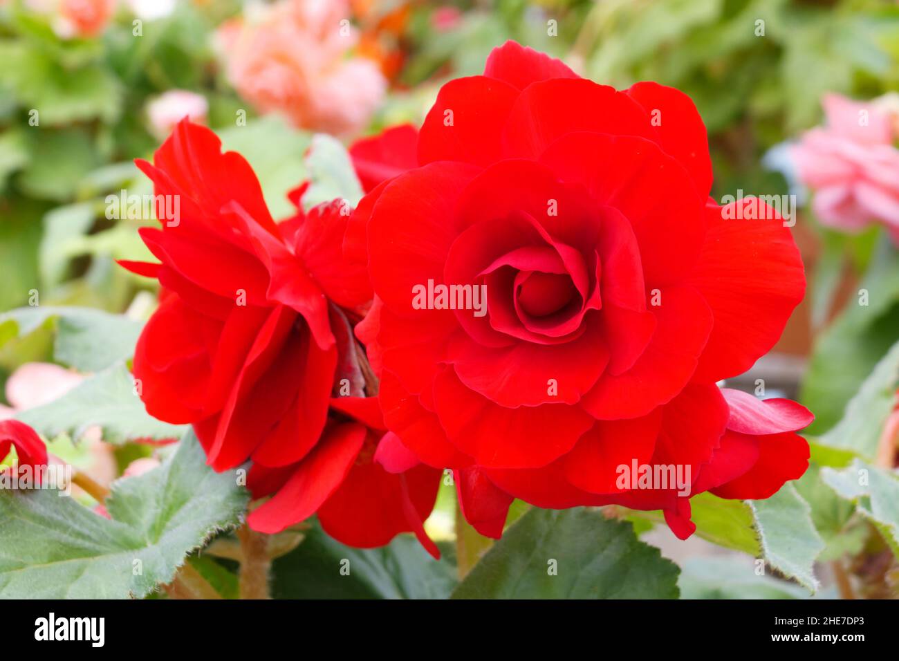 Red Begonia, Deep Red Tuberous Begonias, also called Non-Stop, Double Red Petals, Roseform, Ruffled Red, Upright Flowers in a Garden Stock Photo