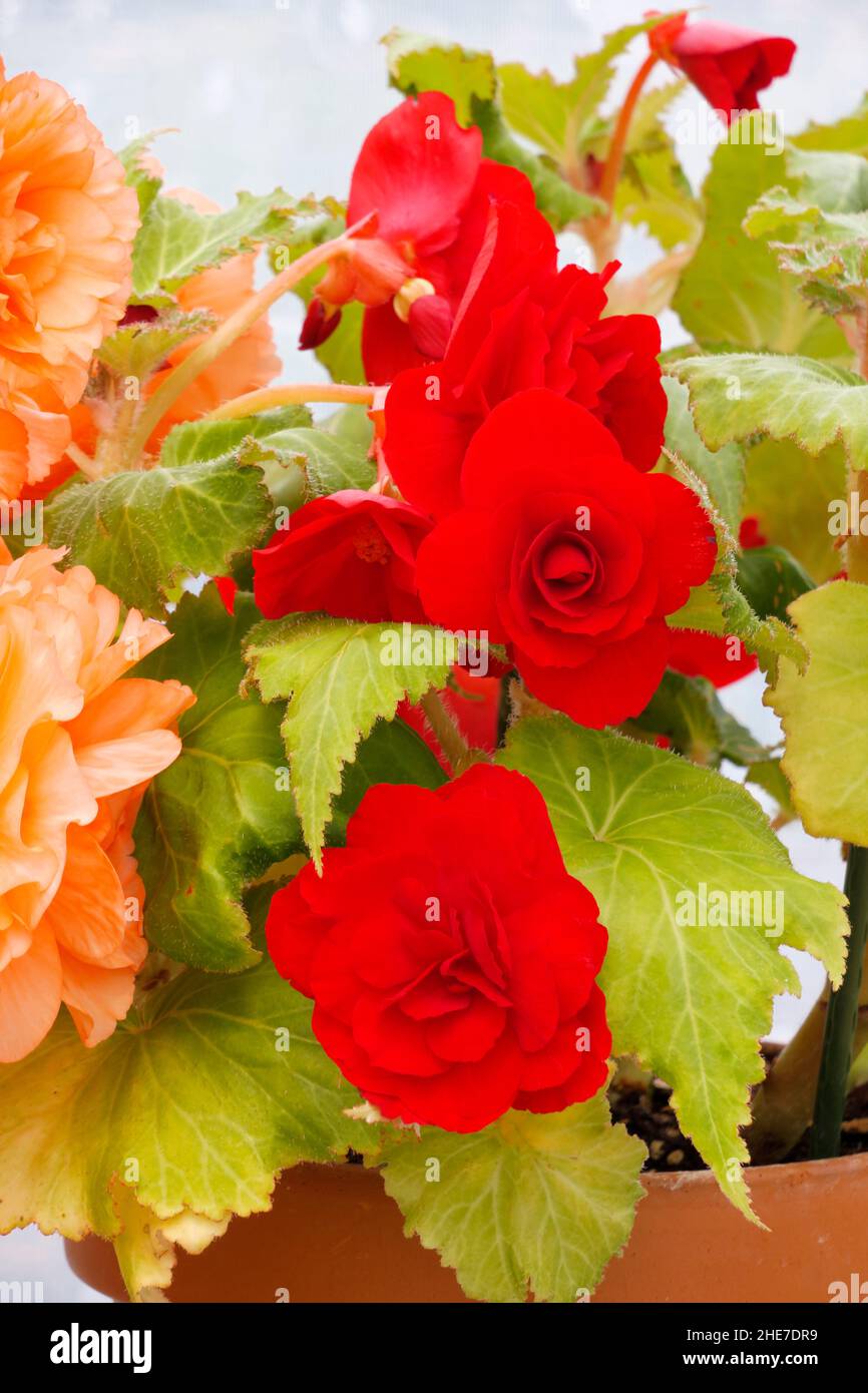 Red Begonia, Deep Red Tuberous Begonias, also called Non-Stop, Double Red Petals, Roseform, Ruffled Red, Upright Potted Flowers Stock Photo