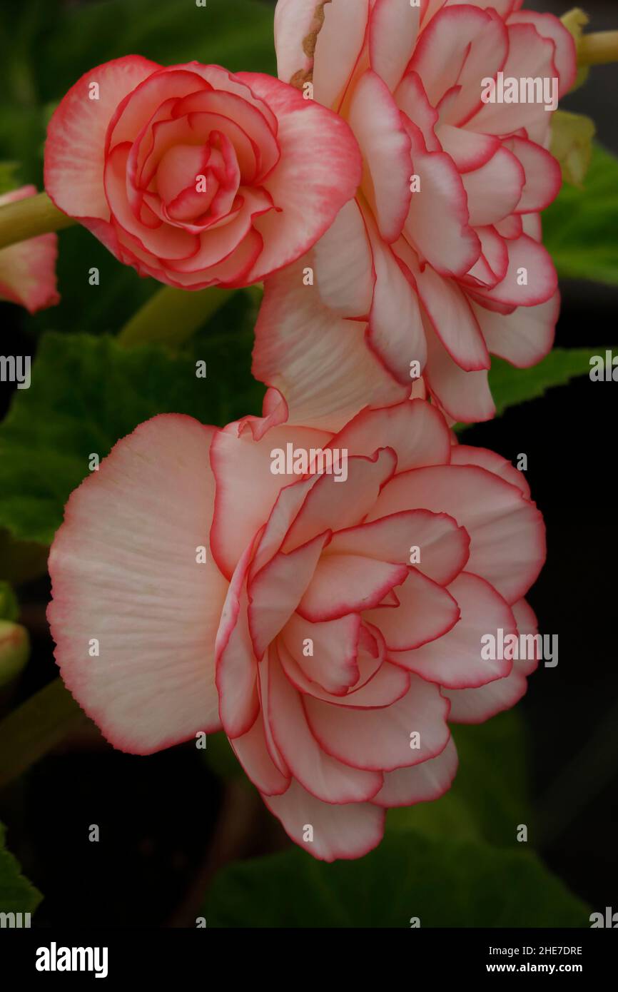 White and Soft Pink Picotee Begonia Tubers, Begonias with Dark Pink Edges Outline, Double Blossoms, Rose-Like Flowers, Ruffled Petals, Tuberhybrida Stock Photo