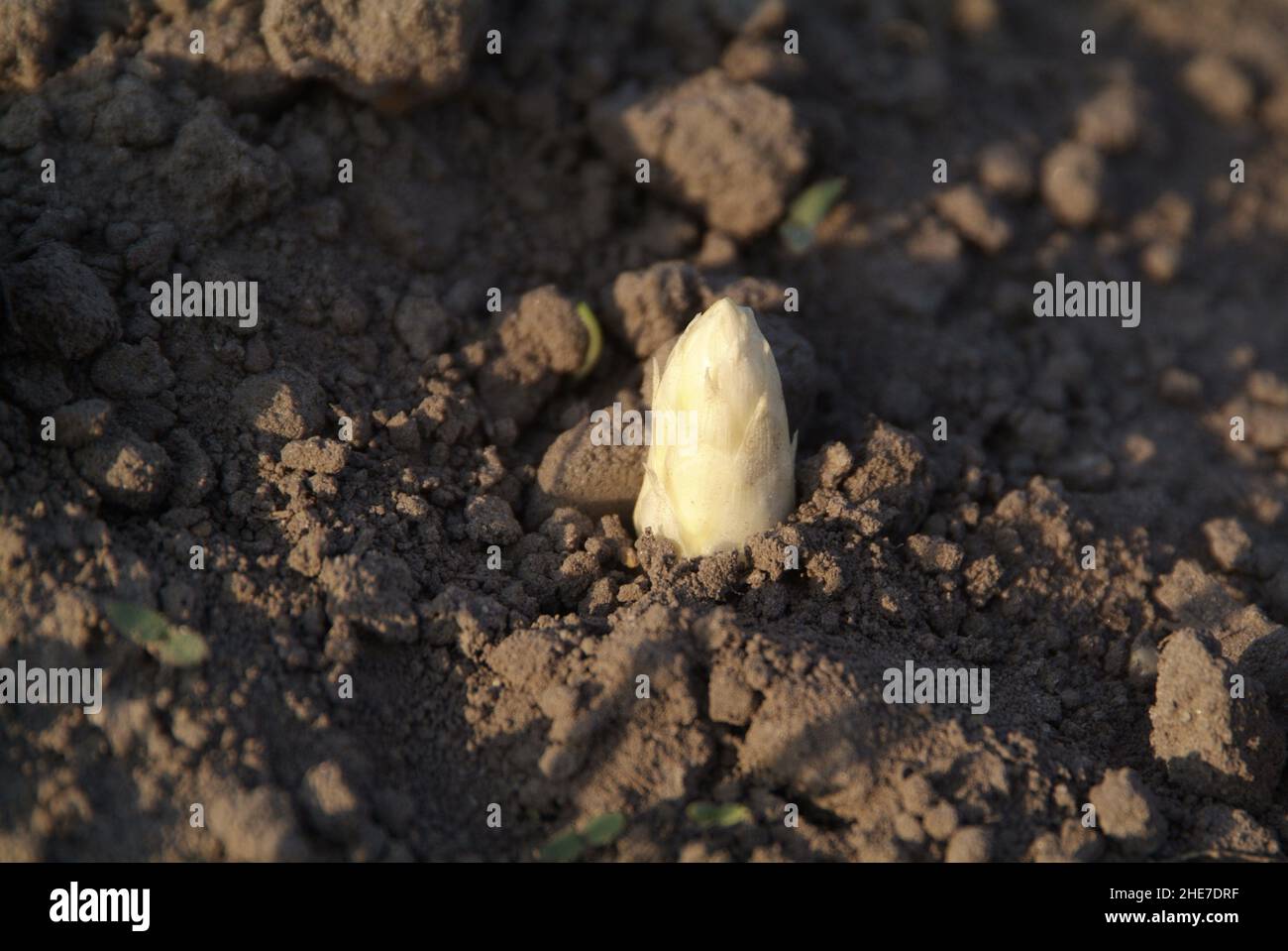 Spargelfeld, Spargel kommt aus dem Boden | asparagus field , asparagus coming out of the bed Stock Photo