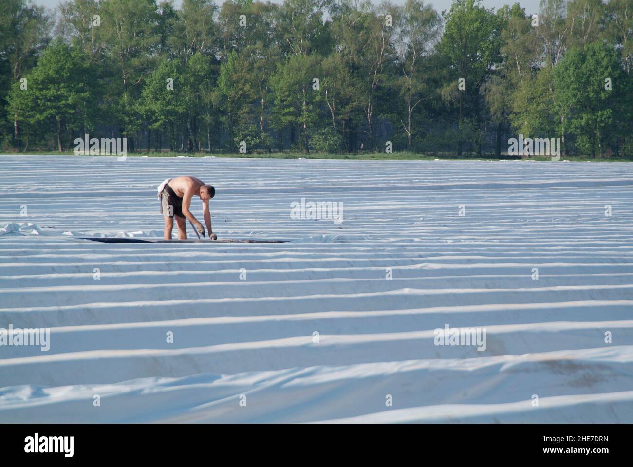 Spargelfeld, polnische Arbeiter beim Spargelstechen | asparagus field , Polish workers cutting asparagus Stock Photo