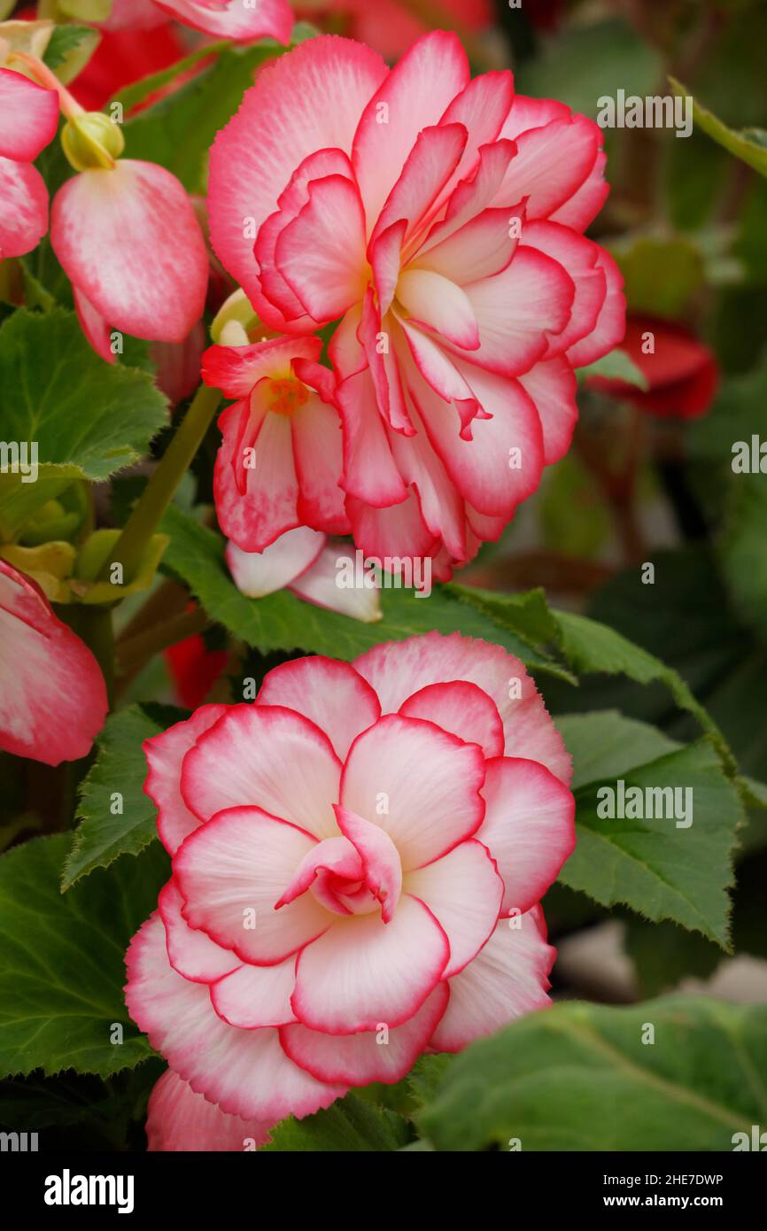 White and Soft Pink Picotee Begonia Tubers, Begonias with Dark Pink Edges Outline, Double Blossoms, Rose-Like Flowers, Ruffled Petals, Tuberhybrida Stock Photo