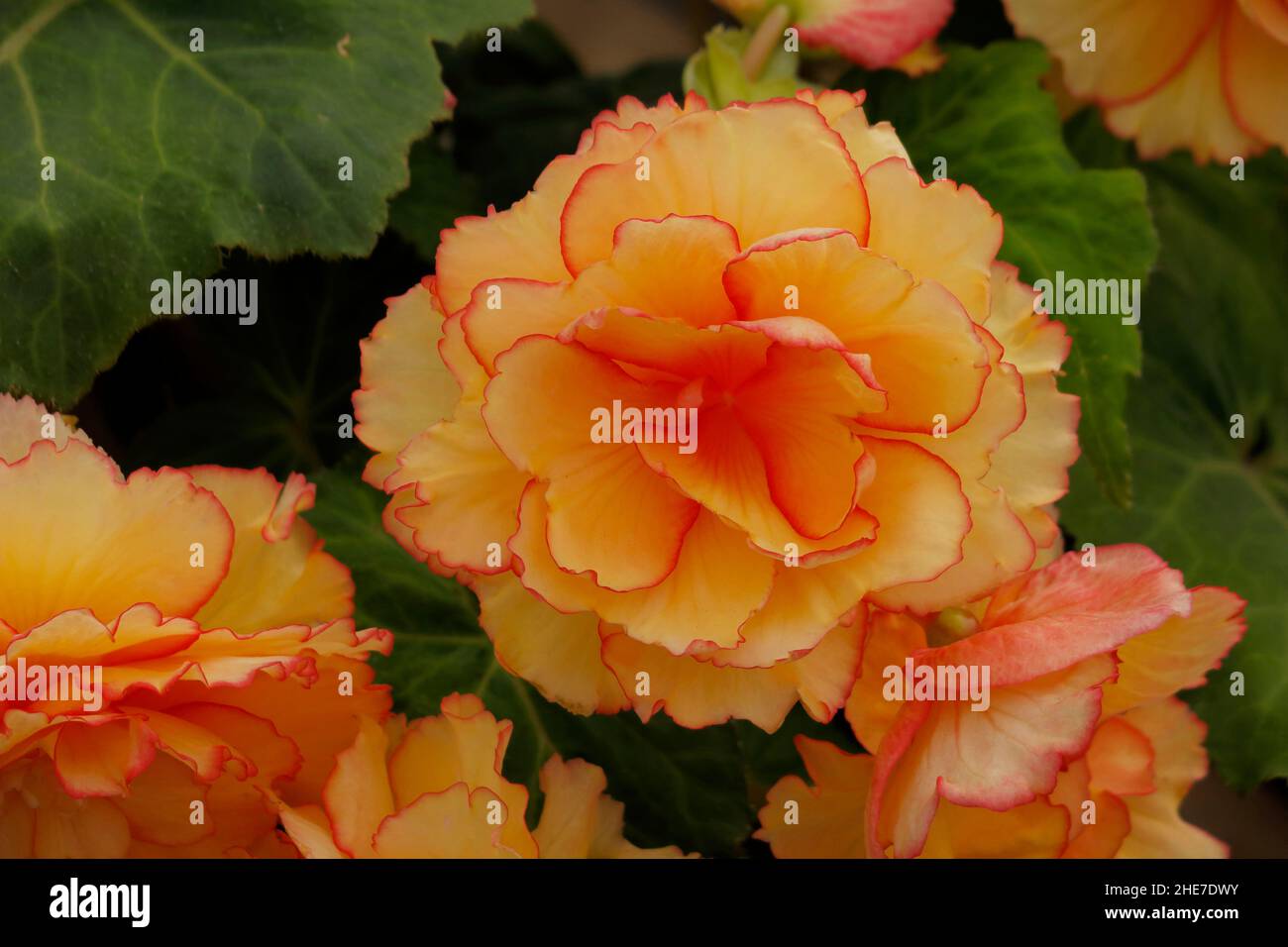 YellowRed Picotee Begonia, Golden, Sunburst, Sun Dancer, Yellow