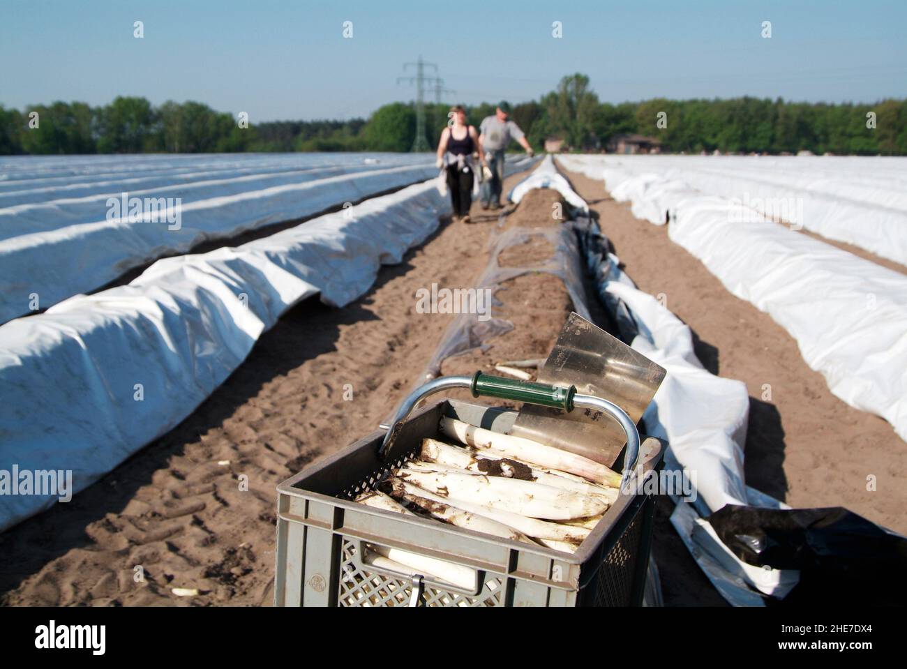 Spargelfeld, polnische Arbeiter beim Spargelstechen | asparagus field , Polish workers cutting asparagus Stock Photo