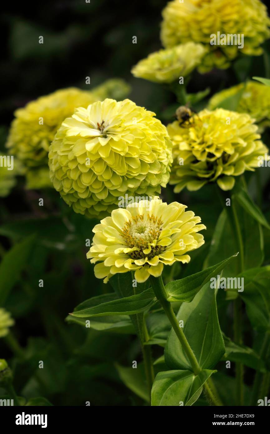 Outsidepride Zinnia Elegans Lilliput Yellow Flowers in a Garden of Envy  Zinnias Attracts a Bumblebee Stock Photo - Alamy, image size:866x1390