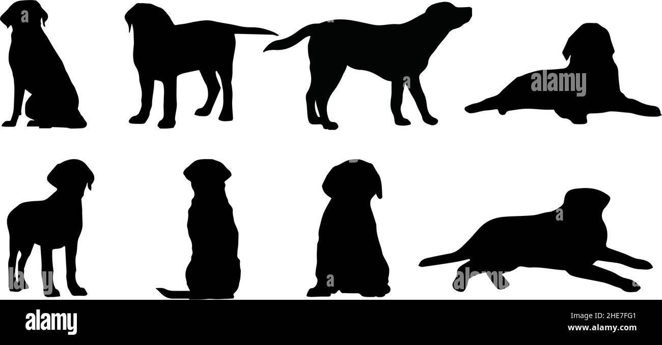 Labrador retriever silhouette hi-res stock photography and images ...