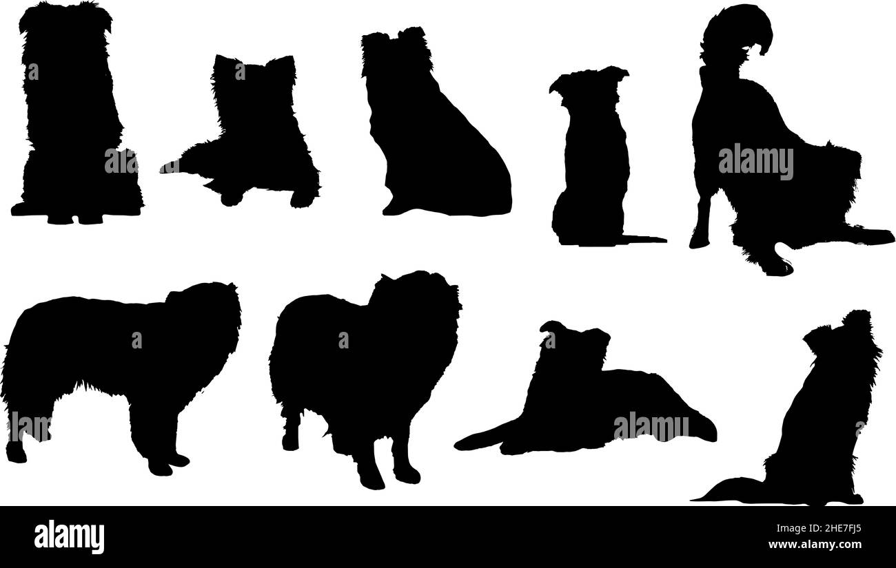 Border collie silhouette hi-res stock photography and images - Alamy