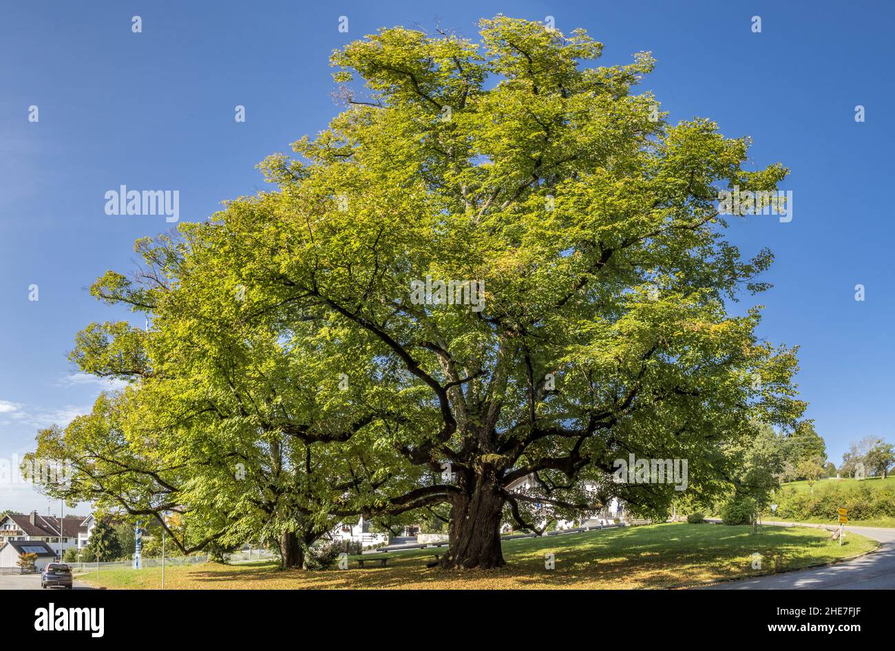 Large linden tree in Wessobrunn, Bavaria, Germany Stock Photo