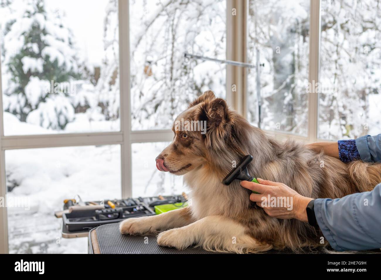 How To Groom A Dog Border Collie