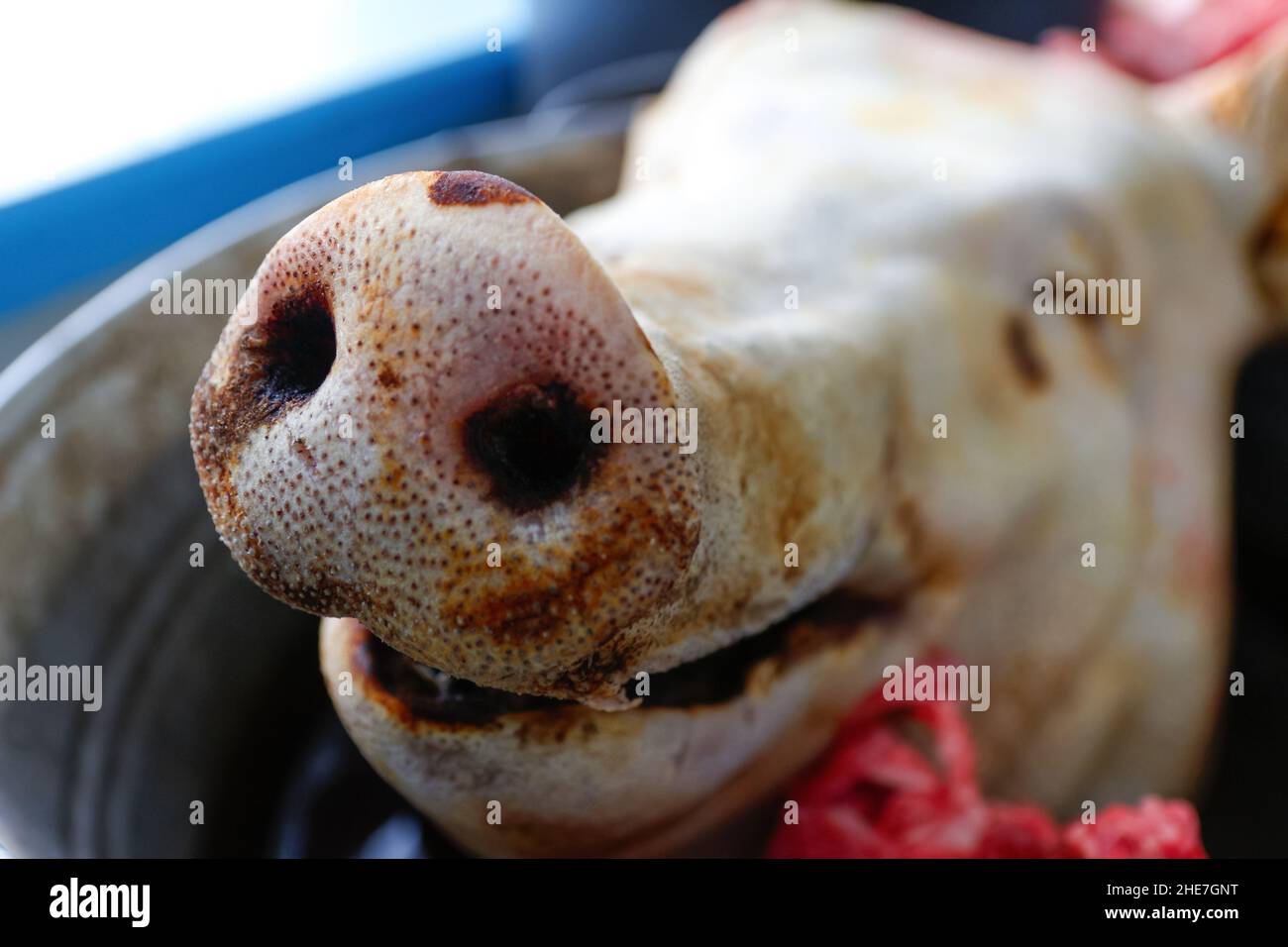Closeup pigs nose. Chopped pork head in aluminum plate. Pork meat