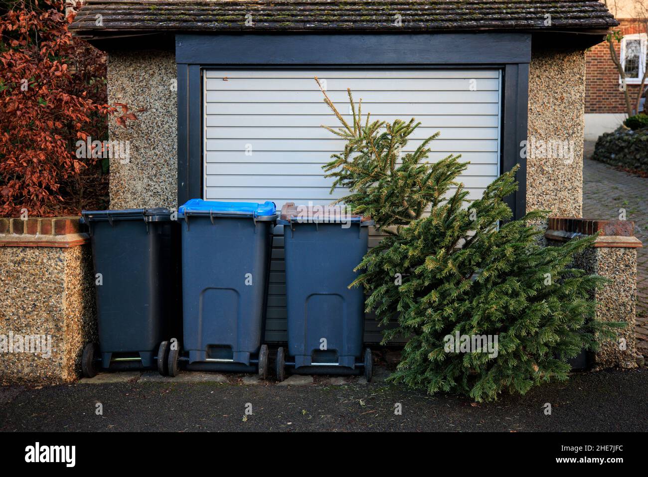 Christmas tree left out for the festive bin collection on a street in
