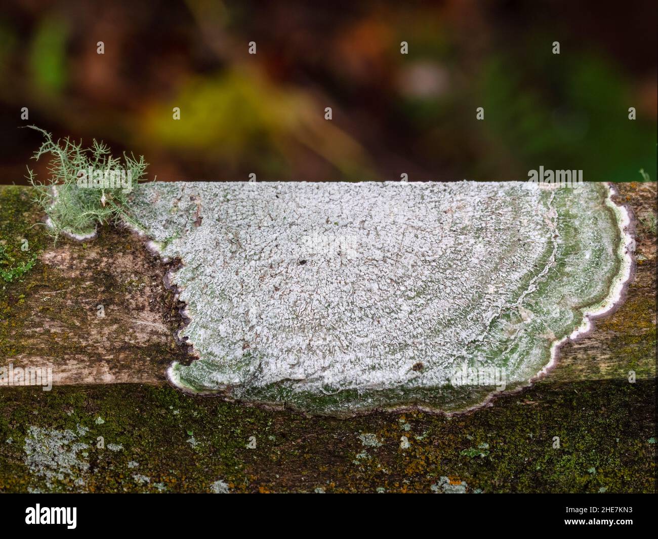 Beautiful green lichen on fence. Pertusaria. Stock Photo