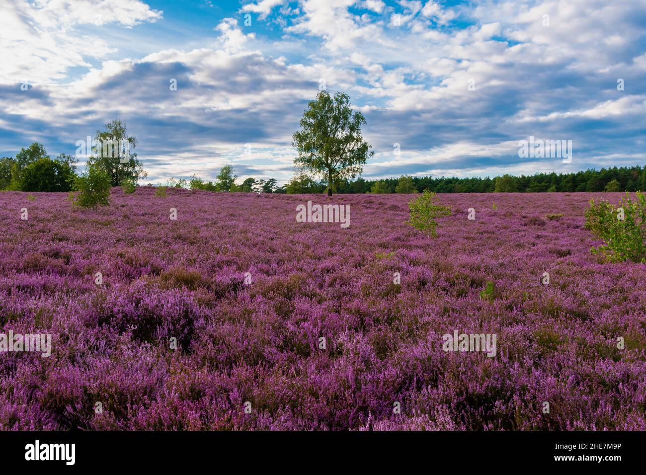 Lüneburger Heide am Wietzer Berg am Abend Stock Photo
