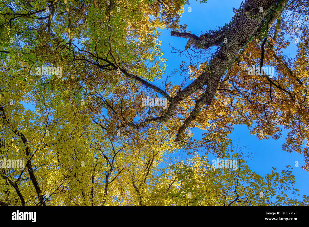 Oak (Quercus) in autumn, Bavaria, Germany Stock Photo