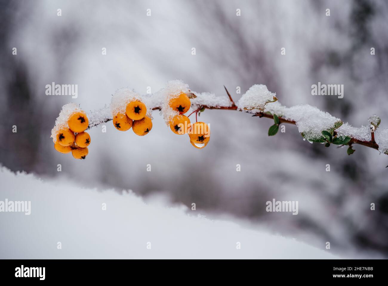 Orange berries of pyracantha firethorn covered with snow winter background Stock Photo