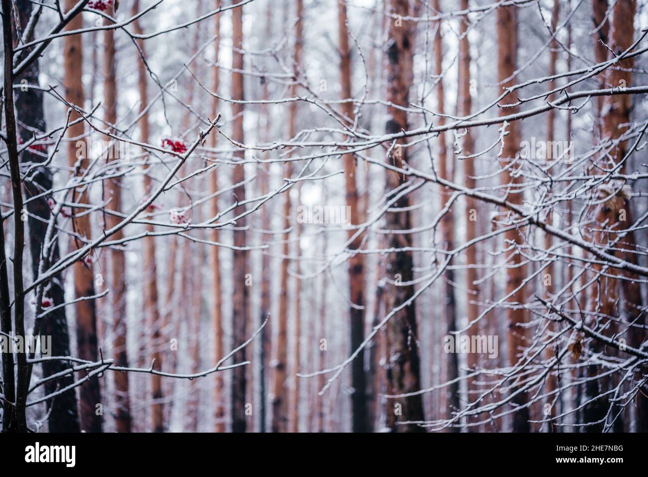 Pine tree trunks covered with snow beautiful winter forest background Stock Photo