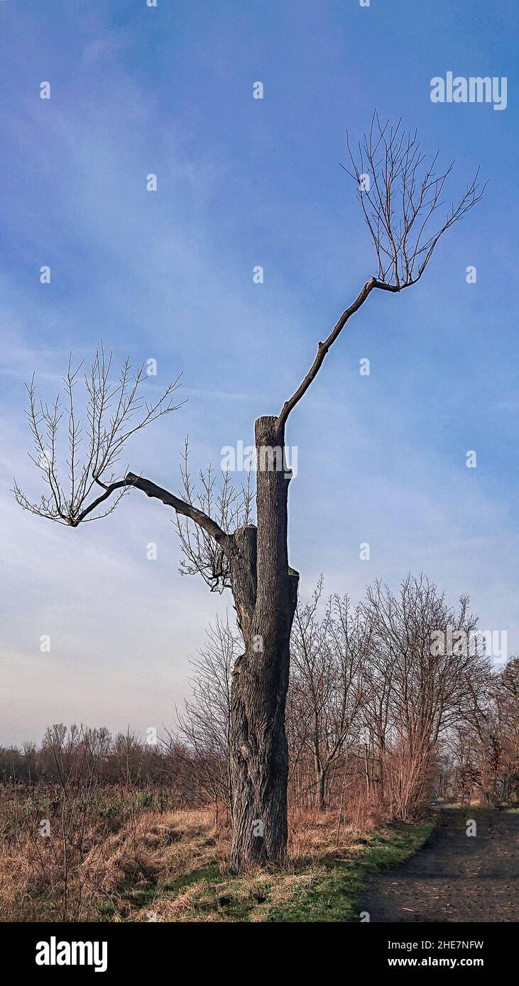 Strangely cut tree with only two branches Stock Photo