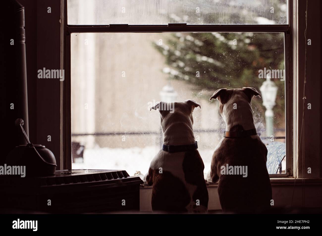 Dogs Looking out a Nose Stained Window Barking as People Pass By Stock ...