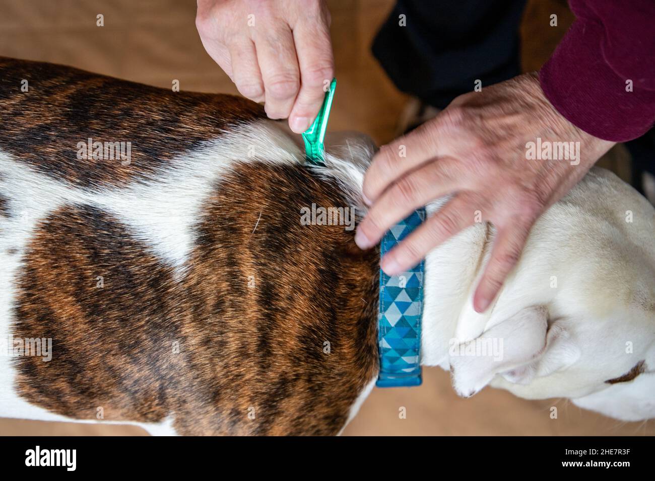 Senior Hands Applying Flea Treatment Medication on a Dog Stock Photo ...