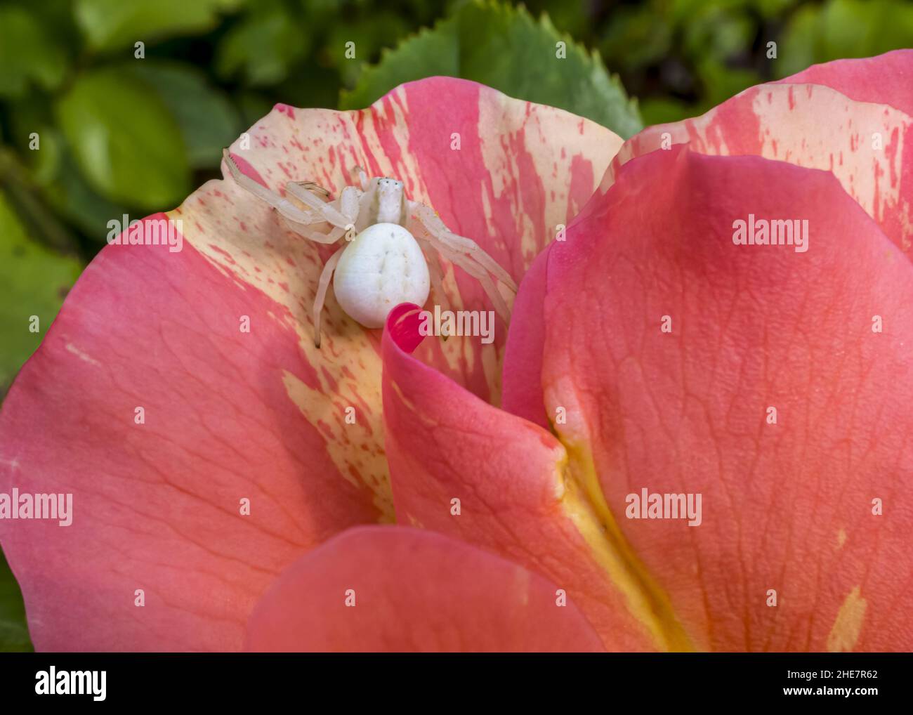 Goldenrod crab spider (Misumena vatia) Stock Photo