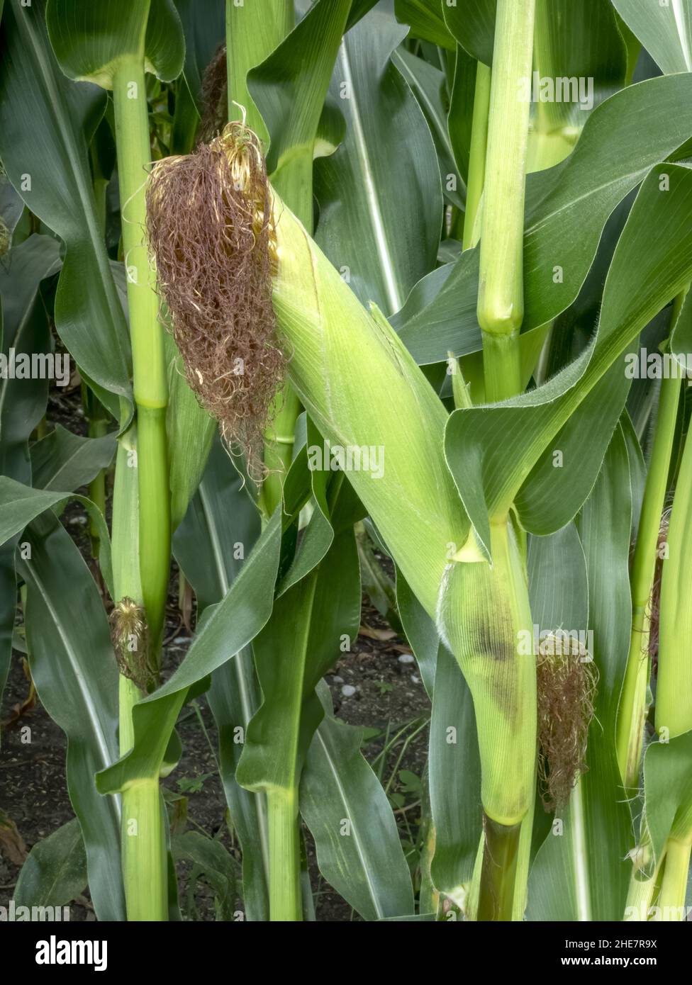 Corn (Zea mays) Stock Photo
