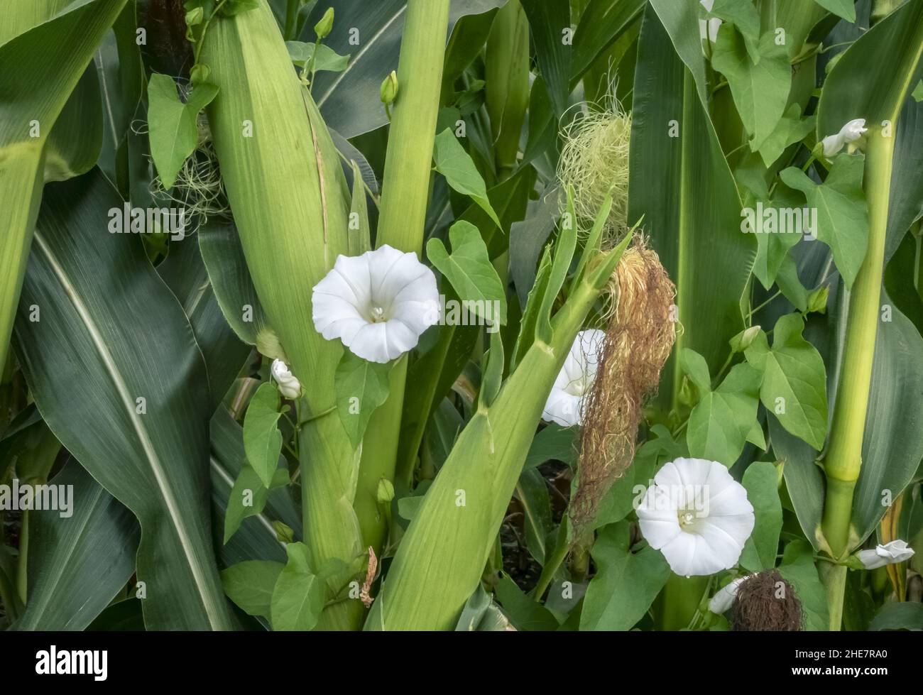 Bindweed (Calystegia sepium) grows in the corn field Stock Photo