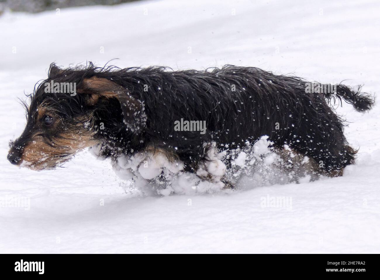 Miniature wire haired dachshund teckel puppy (5 months old) running through the snow on a winter day Stock Photo
