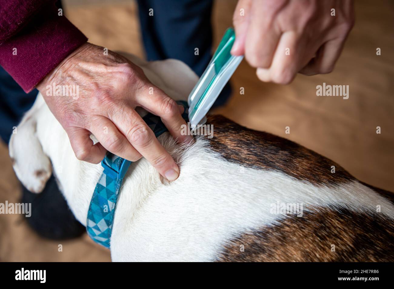 Senior Hands Applying Flea Treatment Medication on a Dog Stock Photo