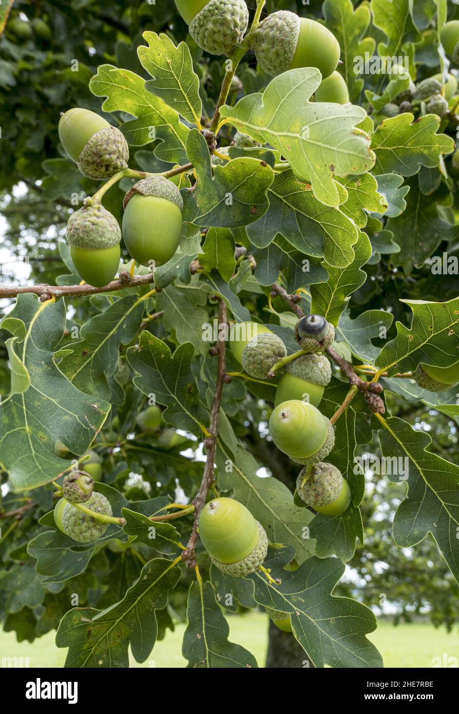 Stieleichel (Quercus robur) Stock Photo