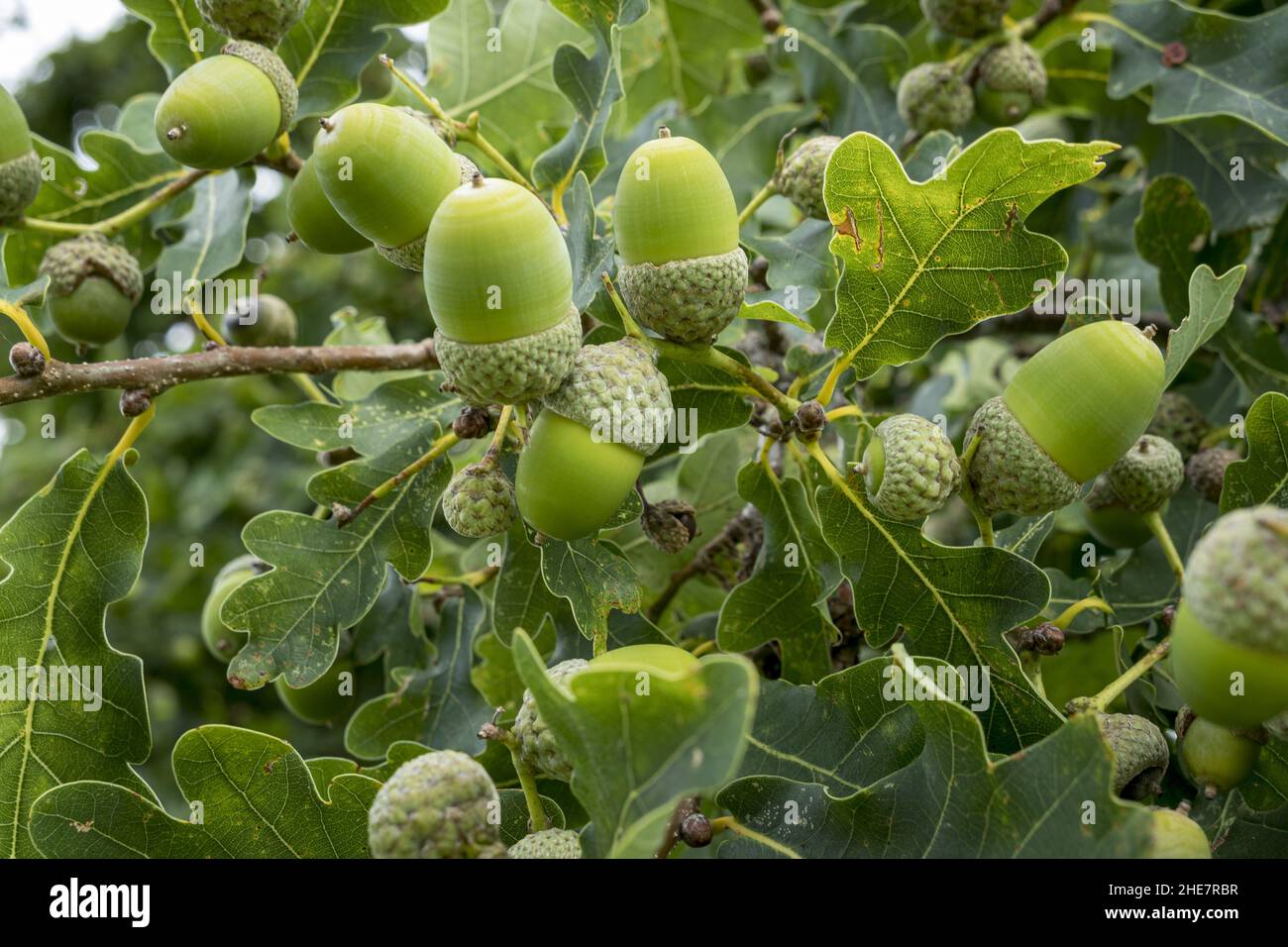 Stieleichel (Quercus robur) Stock Photo