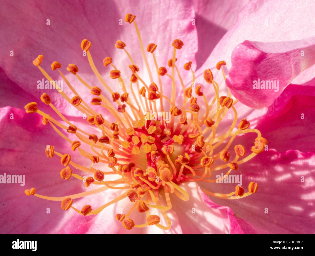 Pistils of a shrub rose Stock Photo