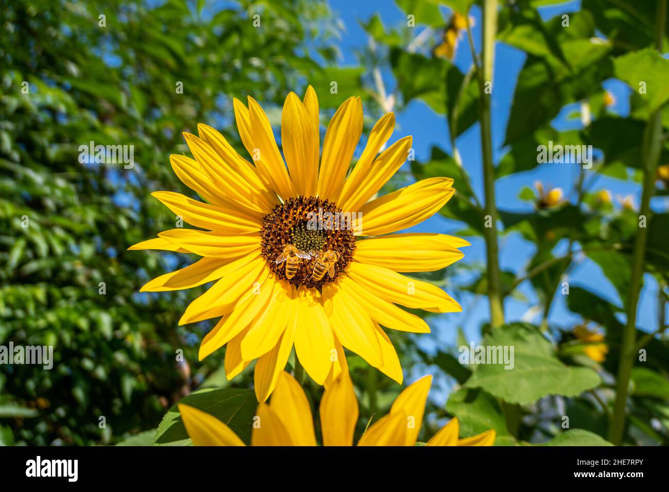 Sunflowers with bees (Helianthus annuus) Stock Photo