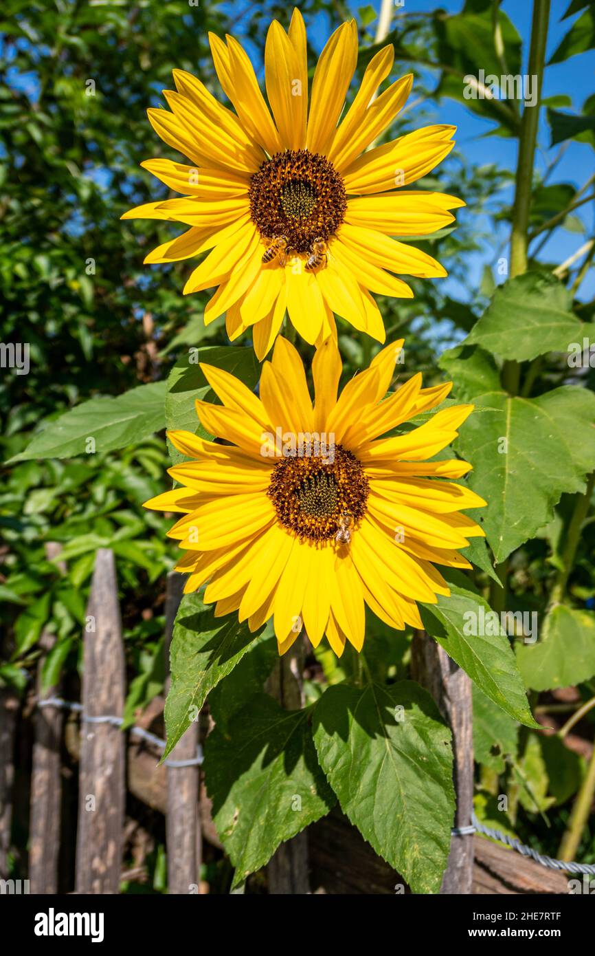 Sunflowers with bees (Helianthus annuus) Stock Photo