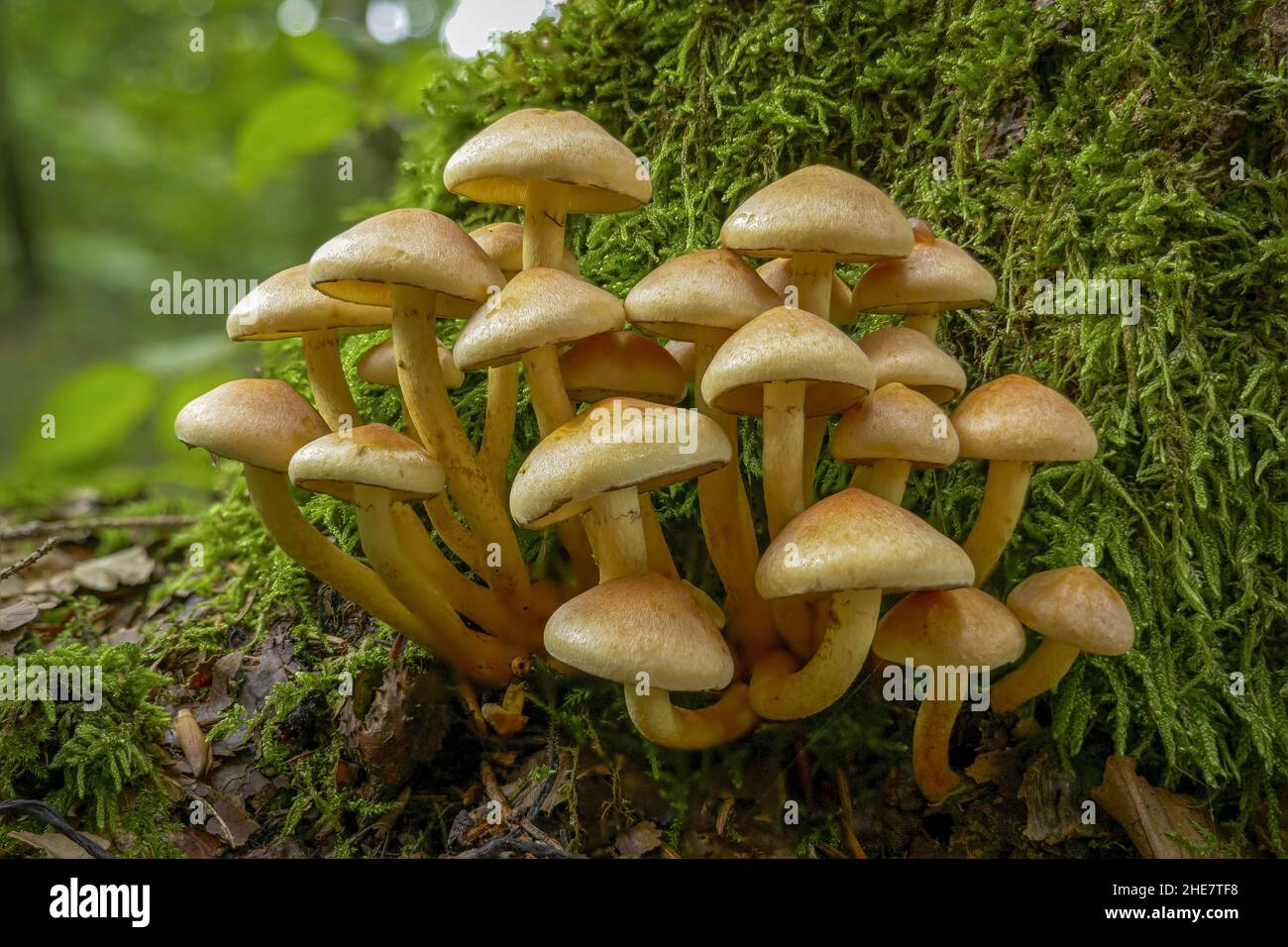 Fungus, Sulphur Tuft or Clustered Woodlover (Hypholoma fasciculare) Stock Photo