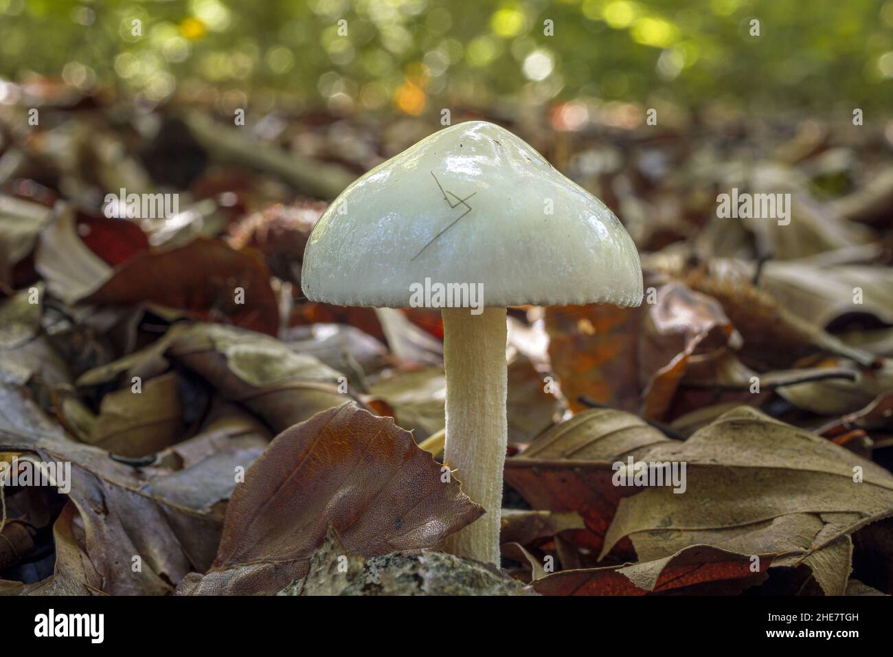 Fungus, Agrocybe praecox, or Spring Fieldcap Stock Photo