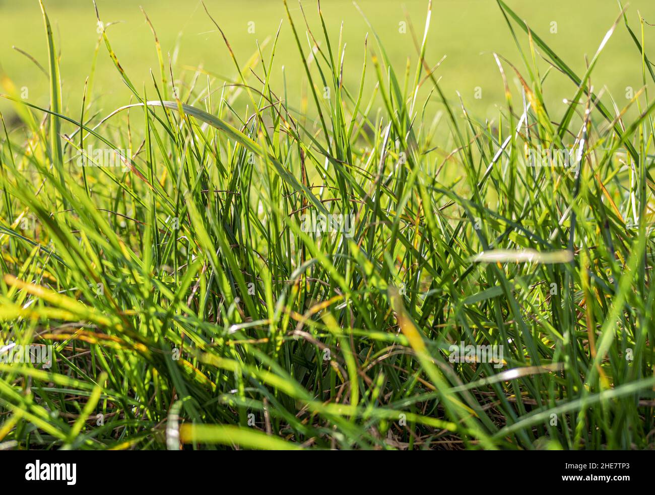 Blades of grass in a meadow Stock Photo