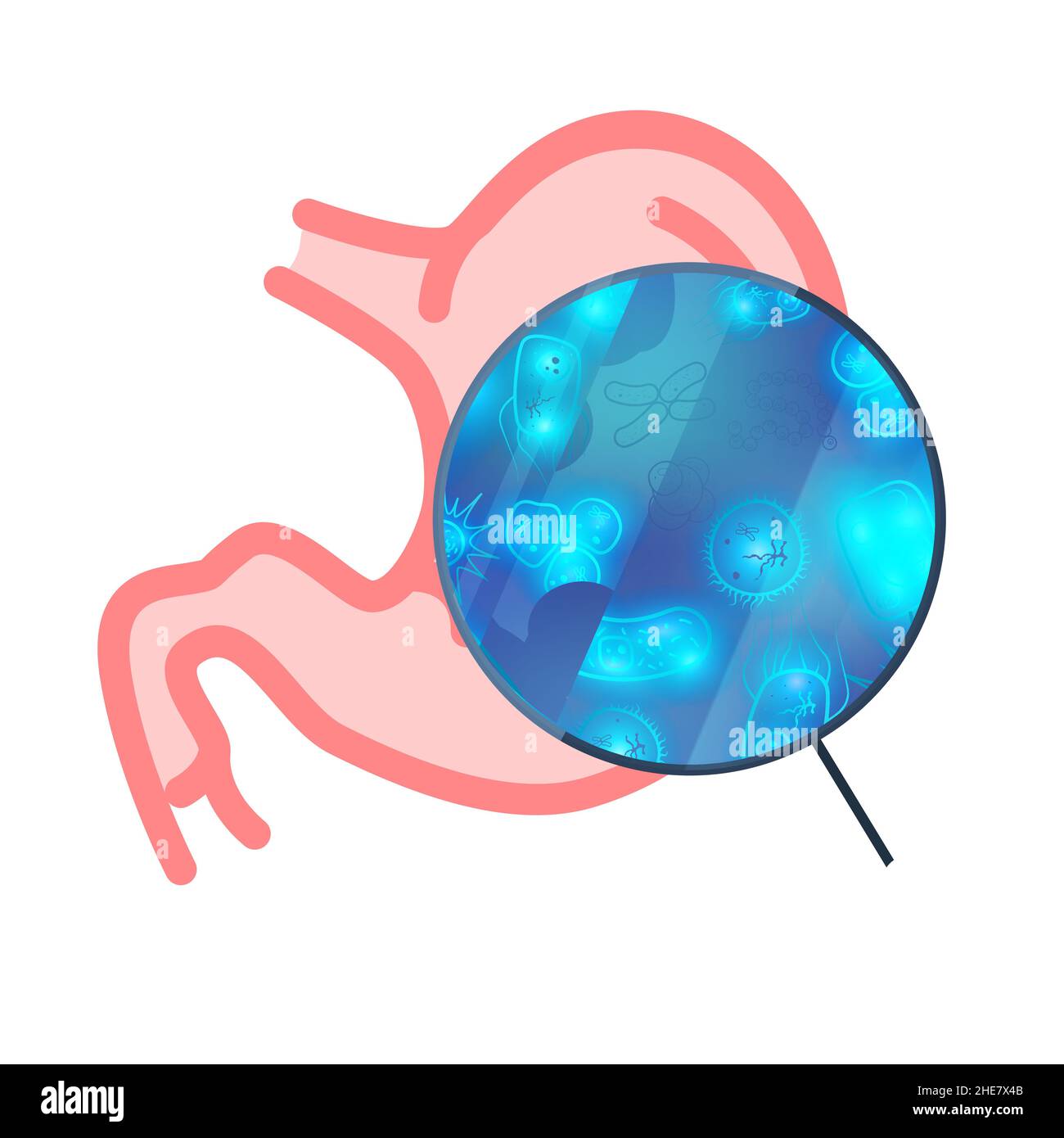 A lot of bacterias and viruses in human stomach under magnifying glass on white Stock Vector